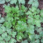 Ranunculus repens - Renoncule rampante