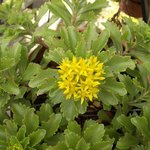 Sedum kamtschaticum