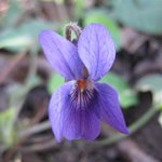 Violette sauvage - Viola sylvestris