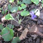 Violette sauvage - Viola sylvestris