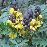 Cassia didymobotrya - Senna didymobotrya