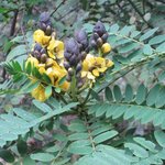 Cassia didymobotrya - Senna didymobotrya