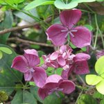 Akébie - Akebia quinata