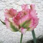 Tulipe perroquet 'Wave Green' - Tulipa
