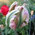 Tulipe perroquet 'Wave Green' - Tulipa