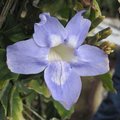 Thunbergia grandiflora