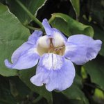 Thunbergia grandiflora