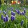 muscari