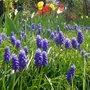 Muscari armeniacum - Jacinthe à grappes