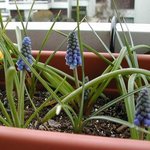 Muscari armeniacum - Jacinthe à grappes