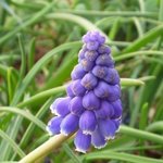 Muscari armeniacum - Jacinthe à grappes