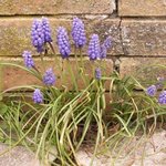 Muscari armeniacum - Jacinthe à grappes