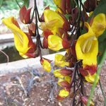 Thunbergia mysorensis