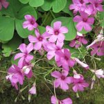 Oxalis deppei