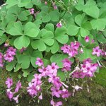 Oxalis deppei