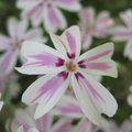 Phlox subulata 'Candy Stripes'