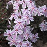 Phlox subulata 'Candy Stripes'