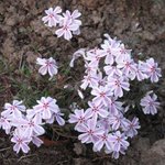 Phlox subulata 'Candy Stripes'