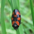 Cercope rouge sang - Cercopis vulnerata