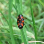 Cercope rouge sang - Cercopis vulnerata