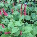 Polygonum amplexicaule - Persicaria amplexicaulis