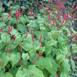 Polygonum amplexicaule - Persicaria amplexicaulis