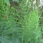 Prêle des champs - Equisetum arvense