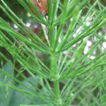 Prêle des champs - Equisetum arvense