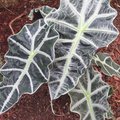 Alocasia sanderiana - Oreille d'éléphant