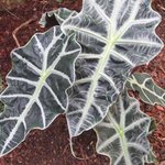 Alocasia sanderiana - Oreille d'éléphant