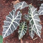 Alocasia sanderiana - Oreille d'éléphant