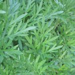 Absinthe - Artemisia absinthium