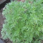 Absinthe - Artemisia absinthium