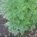Absinthe - Artemisia absinthium