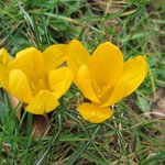 Crocus chrysanthus Dorothy