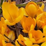 Crocus chrysanthus Dorothy