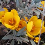 Crocus chrysanthus Dorothy