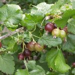 Groseillier à maquereau - Ribes uva-crispa