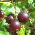 Groseillier à maquereau - Ribes uva-crispa