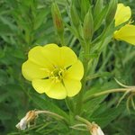 Onagre bisannuelle - Oenothera biennis