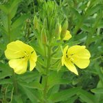 Onagre bisannuelle - Oenothera biennis