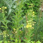 Onagre bisannuelle - Oenothera biennis