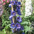 Pied-d'alouette - Delphinium