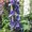 Pied-d'alouette - Delphinium