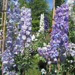 Pied-d'alouette - Delphinium