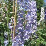 Pied-d'alouette - Delphinium