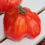 Tomate 'Coeur de Boeuf'