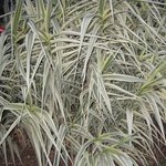 Arundo donax 'Variegata' - Graminée