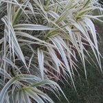 Arundo donax 'Variegata' - Graminée