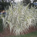 Arundo donax 'Variegata' - Graminée